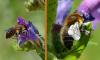 Hoplitis sp.